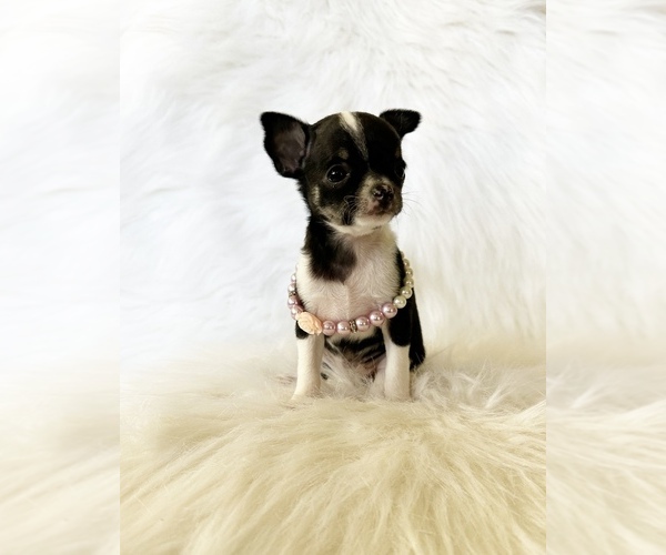 Medium Photo #6 Chihuahua Puppy For Sale in SACRAMENTO, CA, USA