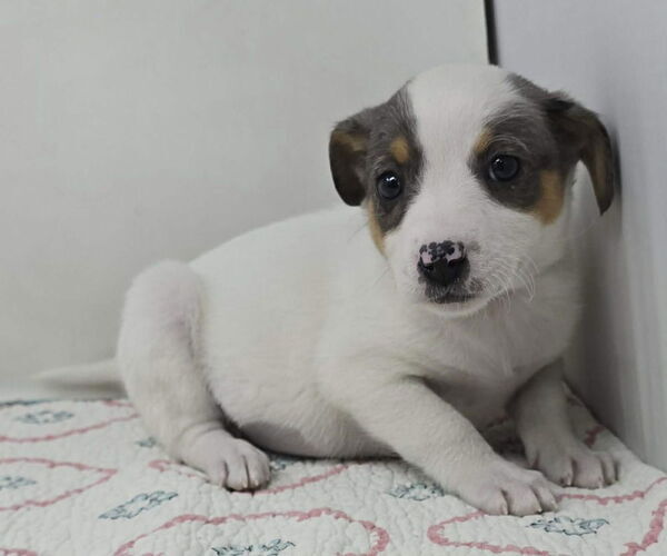 Medium Photo #2 Australian Shepherd-Unknown Mix Puppy For Sale in Brewster, NY, USA