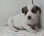 Small #1 Australian Shepherd Mix
