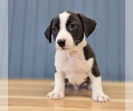 Small #1 Dachshund Mix