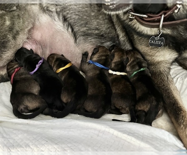 Medium Photo #1 German Shepherd Dog Puppy For Sale in LAKE ELSINORE, CA, USA