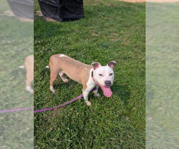 Medium Photo #3 American Pit Bull Terrier Puppy For Sale in Derwood, MD, USA