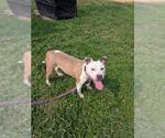 Small #2 American Pit Bull Terrier