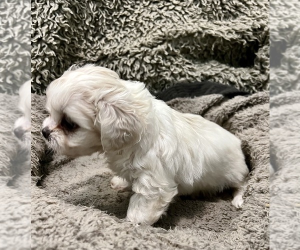 Medium Photo #3 Zuchon Puppy For Sale in RENO, NV, USA