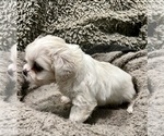 Small Photo #3 Zuchon Puppy For Sale in RENO, NV, USA