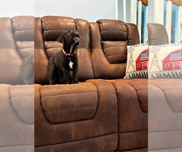 Medium Photo #33 Cane Corso Puppy For Sale in REEVESVILLE, SC, USA