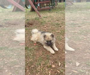 American Eskimo Dog-Keeshond Mix Puppy for sale in HIGH POINT, NC, USA