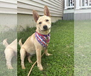 Mutt Dogs for adoption in Garden City, NY, USA