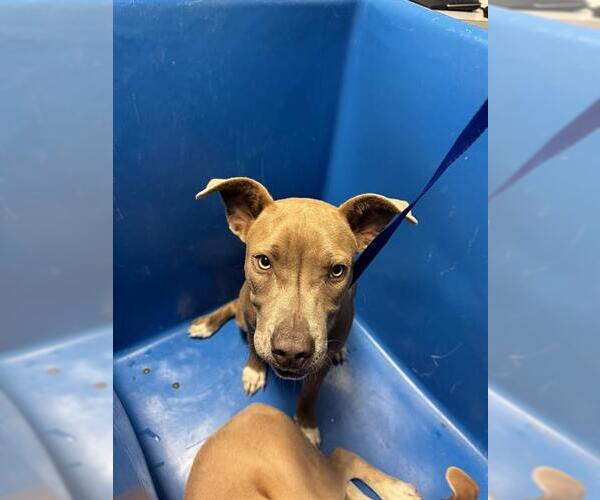 Medium Photo #1 Mutt Puppy For Sale in Bakersfield, CA, USA