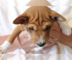 Puppy 1 Basenji