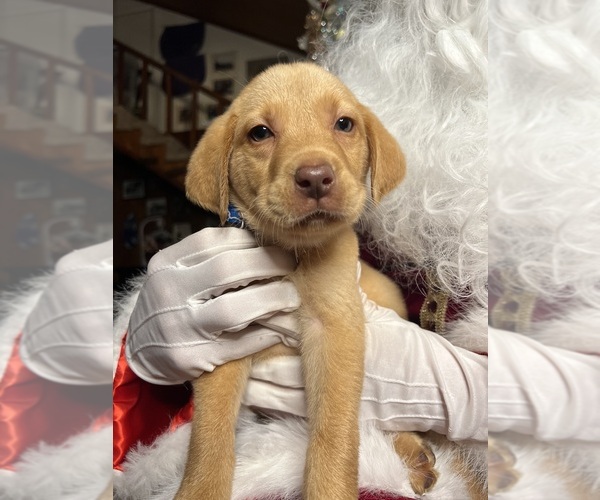 Medium Photo #6 Labrador Retriever Puppy For Sale in NEOLA, WV, USA
