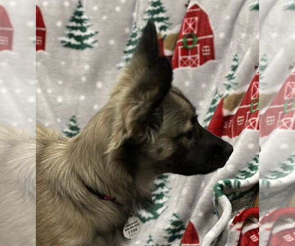 Medium Photo #3 Dachshund-Unknown Mix Puppy For Sale in Wakefield, RI, USA