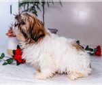 Small Photo #40 Shih Tzu Puppy For Sale in WAKARUSA, IN, USA
