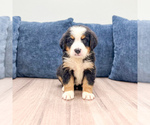 Small #1 Bernese Mountain Dog