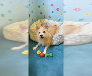 Wanda - Female Mutt Dog for Adoption - Photo #10