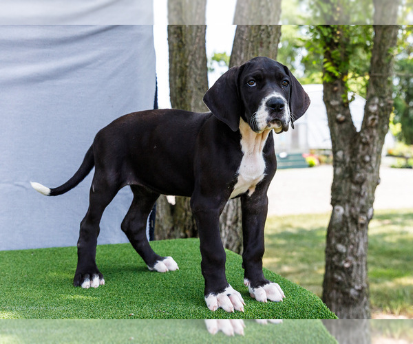 Medium Photo #227 Great Dane Puppy For Sale in WAKARUSA, IN, USA