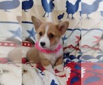 Small #9 Pembroke Welsh Corgi