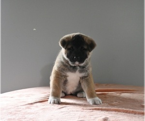 Akita Puppy for sale in MILLERSBURG, OH, USA