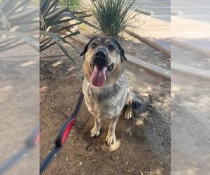 Mutt Dogs for adoption in Van Nuys, CA, USA