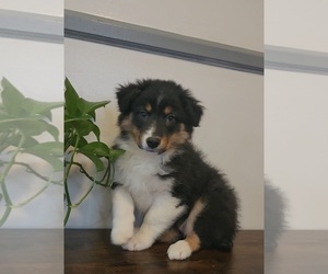 Australian Shepherd Puppy for sale in INDIANAPOLIS, IN, USA