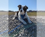 Small #6 Australian Shepherd