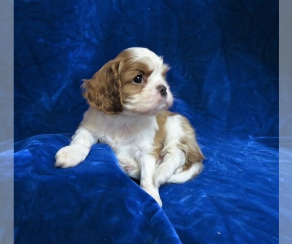 Medium Photo #8 Cavalier King Charles Spaniel Puppy For Sale in NORWOOD, MO, USA