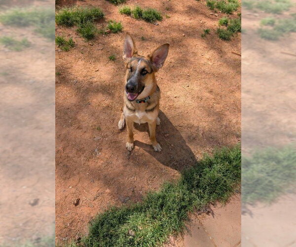 Medium Photo #2 German Shepherd Dog Puppy For Sale in La Grange , NC, USA