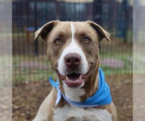 Mastiff Dogs for adoption in San Antonio, TX, USA