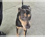 Small Doberman Pinscher Mix
