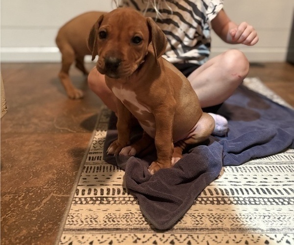 Medium Photo #31 Rhodesian Ridgeback Puppy For Sale in GARRETSON, SD, USA