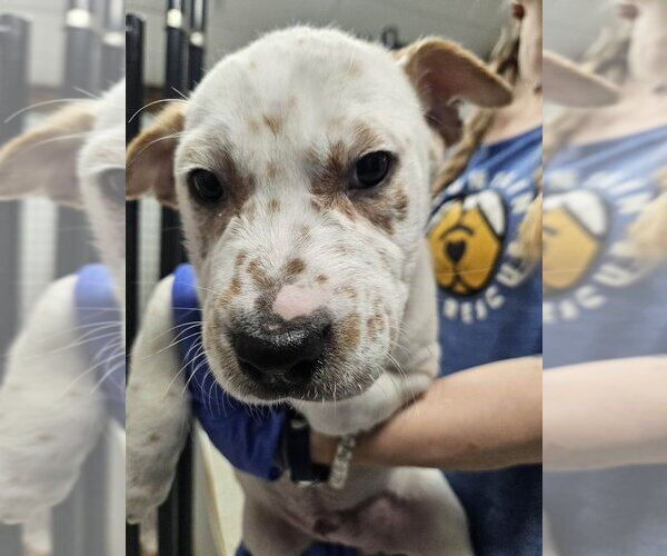 Medium Photo #3 Mutt Puppy For Sale in Candler, NC, USA