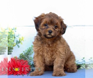 ShihPoo Puppy for sale in GORDONVILLE, PA, USA