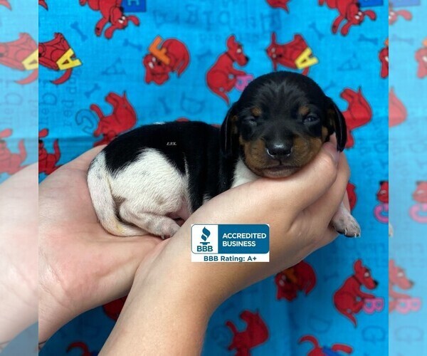 Medium Photo #2 Dachshund Puppy For Sale in WINNSBORO, LA, USA