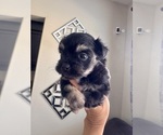 Small #11 Morkie