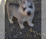 Small Photo #5 Siberian Husky Puppy For Sale in RENO, NV, USA