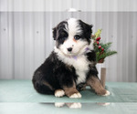 Puppy Samantha Australian Shepherd