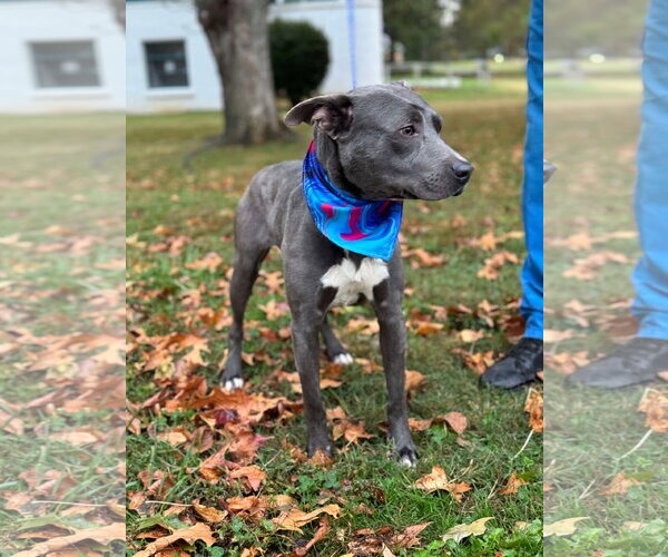 Medium Photo #32 American Pit Bull Terrier-Labrador Retriever Mix Puppy For Sale in Germantown, OH, USA