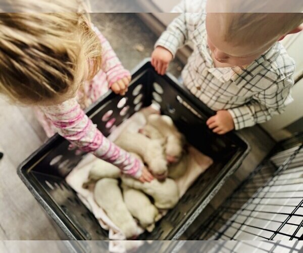 Medium Photo #2 English Cream Golden Retriever Puppy For Sale in DE BEQUE, CO, USA