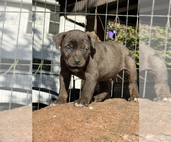 Medium Photo #49 Catahoula Leopard Dog Puppy For Sale in BUSHNELL, IL, USA