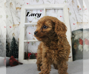 Cavapoo Puppy for sale in CHANUTE, KS, USA
