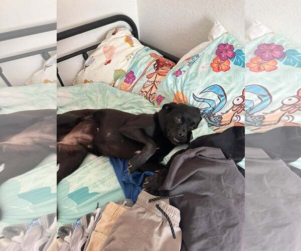 Medium Photo #3 Labrador Retriever-Pug Mix Puppy For Sale in San Diego, CA, USA