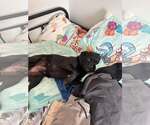 Small Photo #3 Labrador Retriever-Pug Mix Puppy For Sale in San Diego, CA, USA