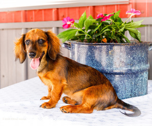 Medium Dachshund