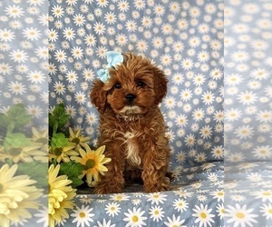 Cavapoo Puppy for sale in QUARRYVILLE, PA, USA