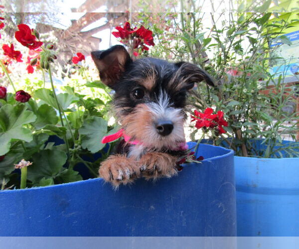 Medium Photo #2 Mutt Puppy For Sale in San Diego, CA, USA