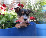 Small #1 Mutt