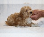 Small #11 Cockapoo (Miniature)