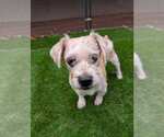 Small #3 Shih Tzu Mix