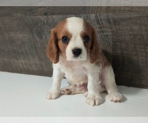 Cavalier King Charles Spaniel Puppy for sale in CLARK, MO, USA