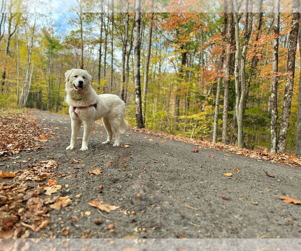 Medium Photo #3 Great Pyrenees Puppy For Sale in Croydon, NH, USA